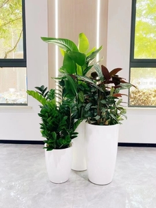 慈溪花木租摆哪家好